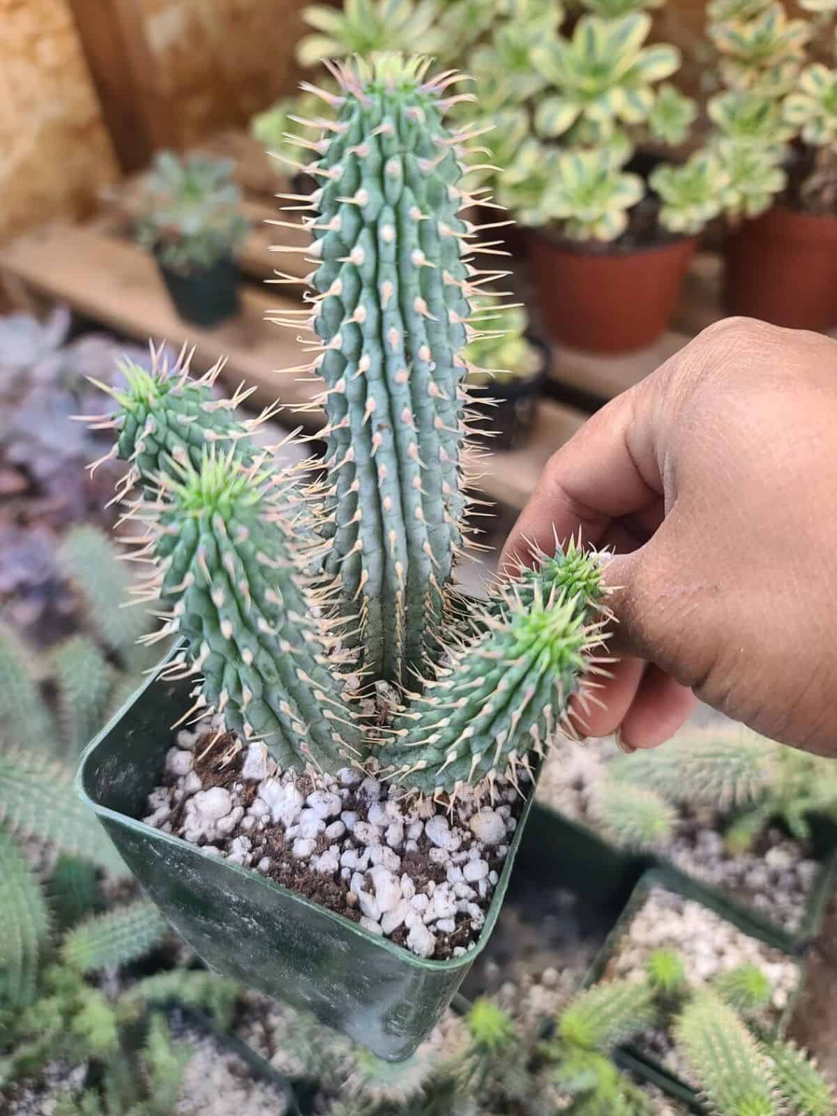 Spikey Hoodia parviflora grows in a green pot.