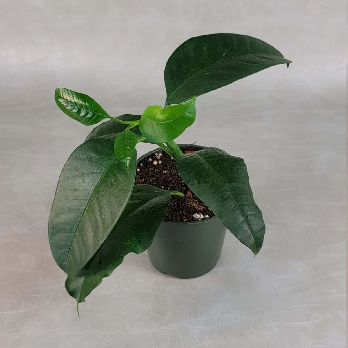 Hoya Multiflora grows in a green plastic pot.