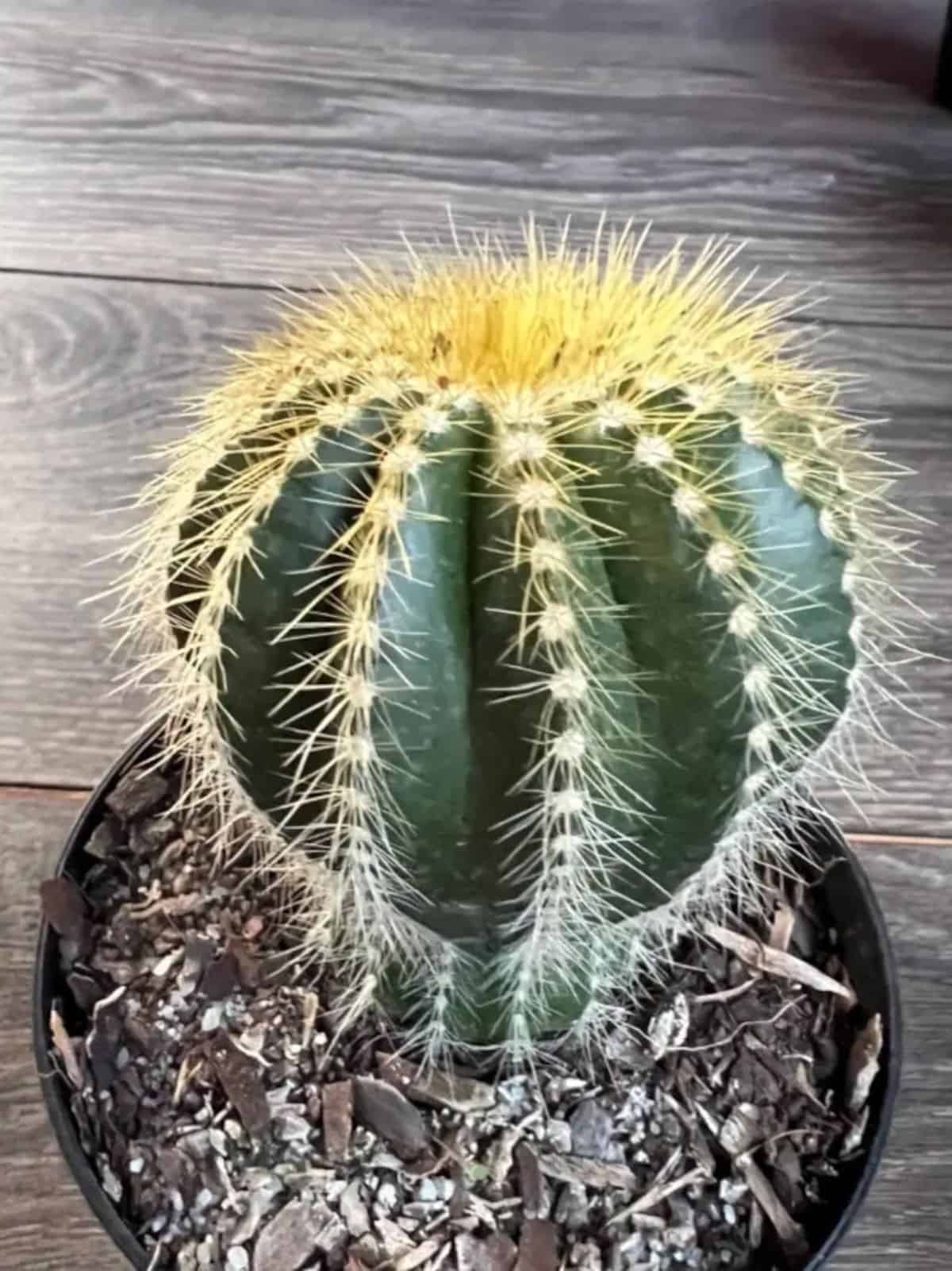 Notocactus Magnificus grows in a plastic pot.