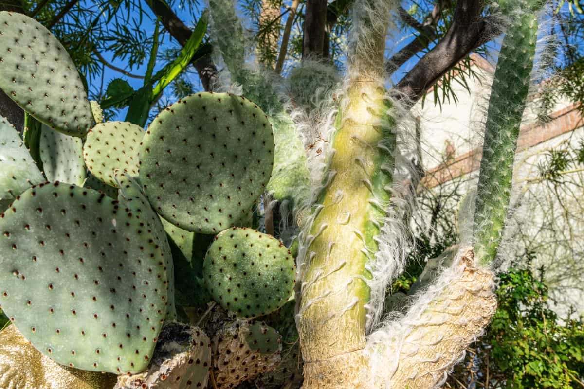 Opuntia erinacea ursine grows outdoors.