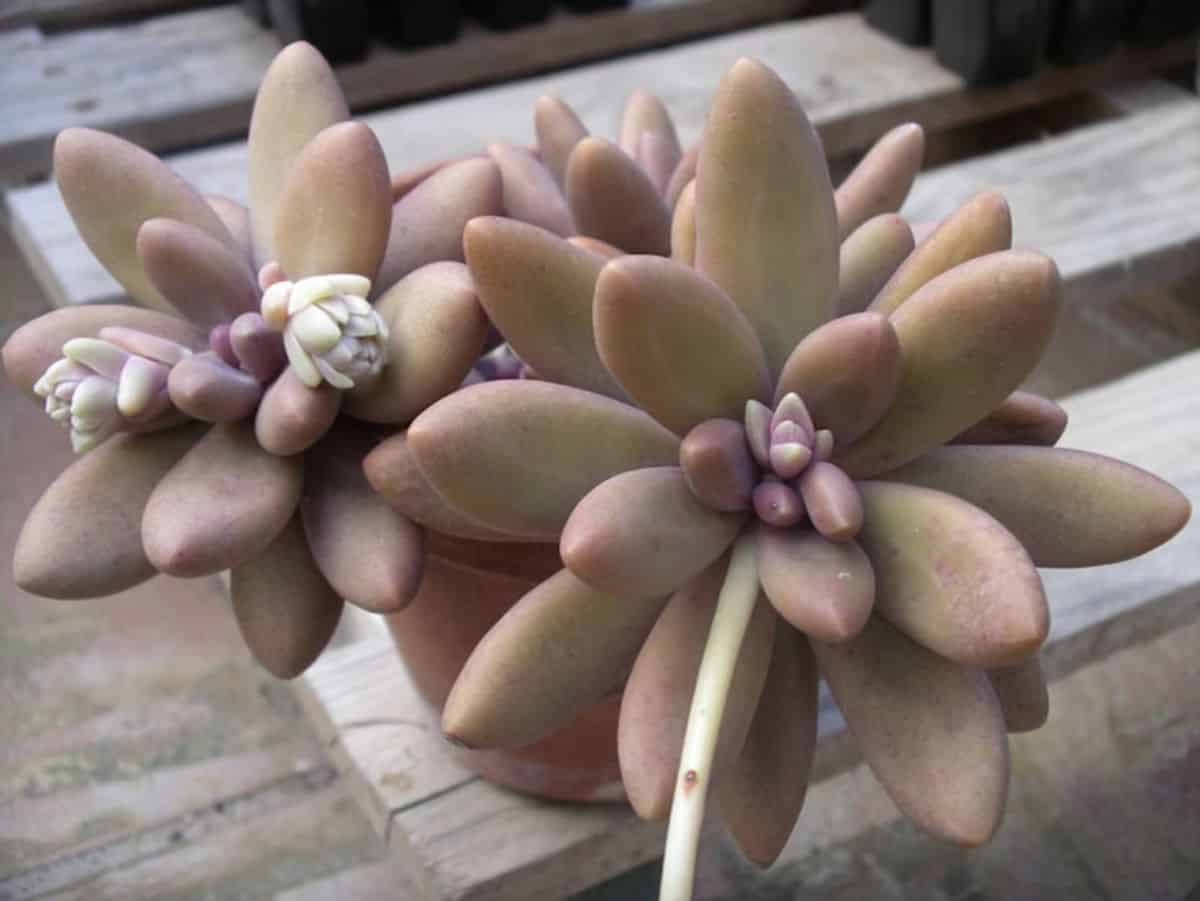 Pachyphytum 'Captain Jessop' grows in a pot.