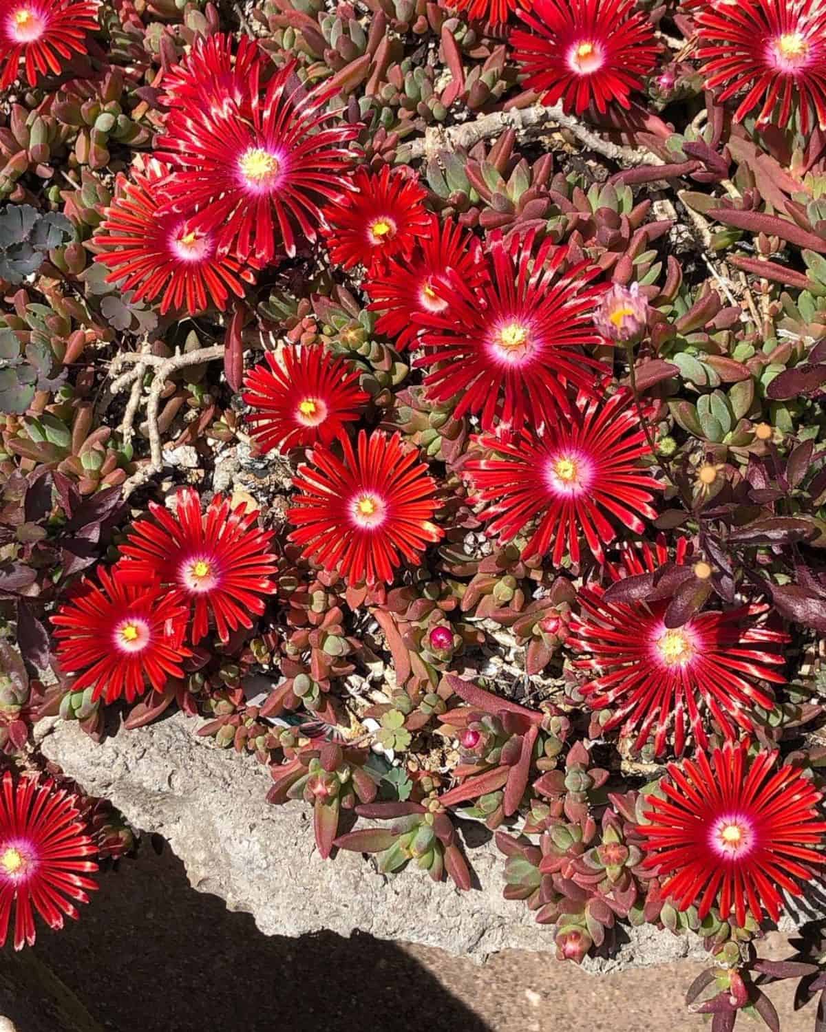 Delosperma RED MOUNTAIN Flame in red bloom.