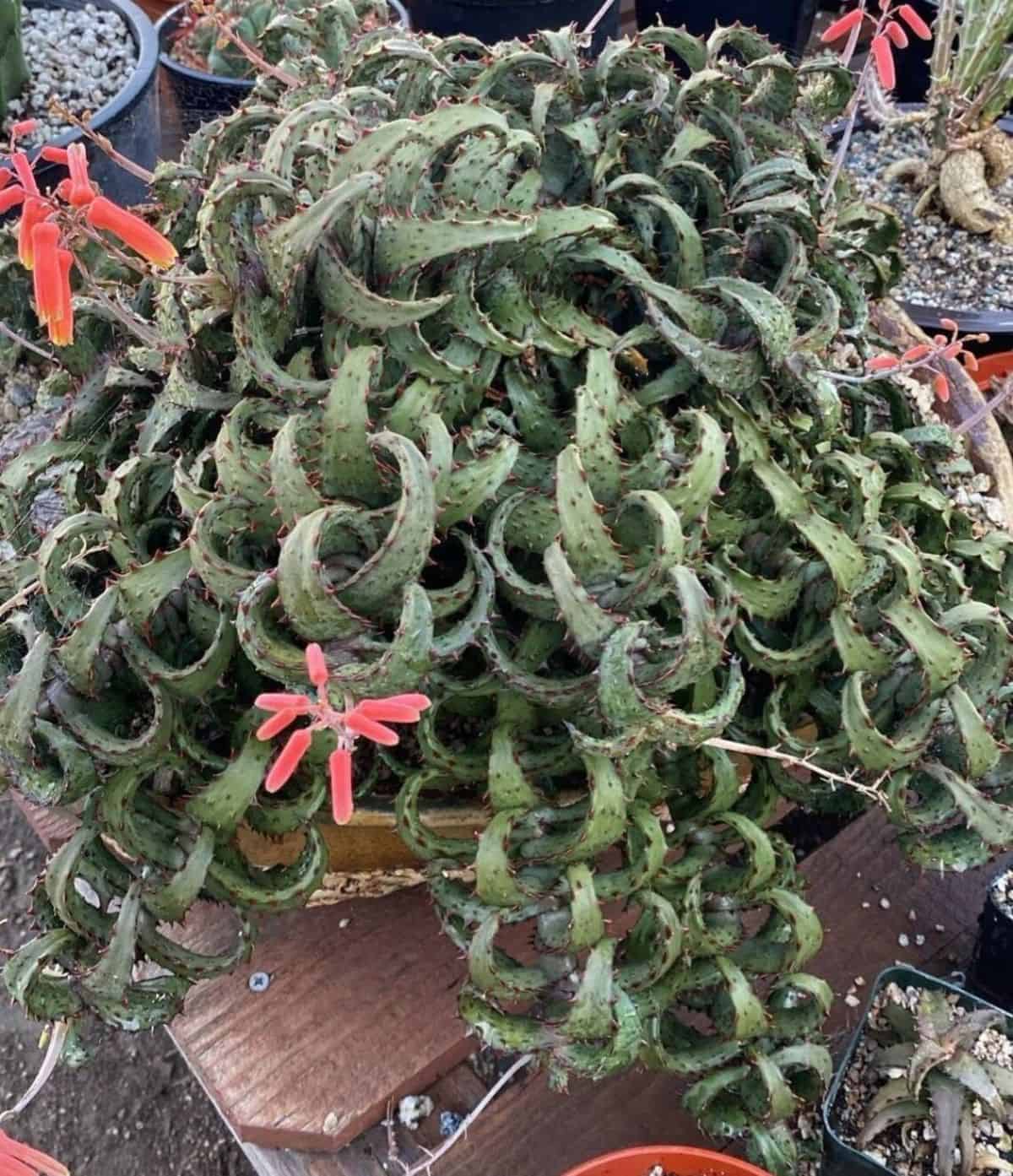 Aloe castilloniae with curly foliage grows outdoor.