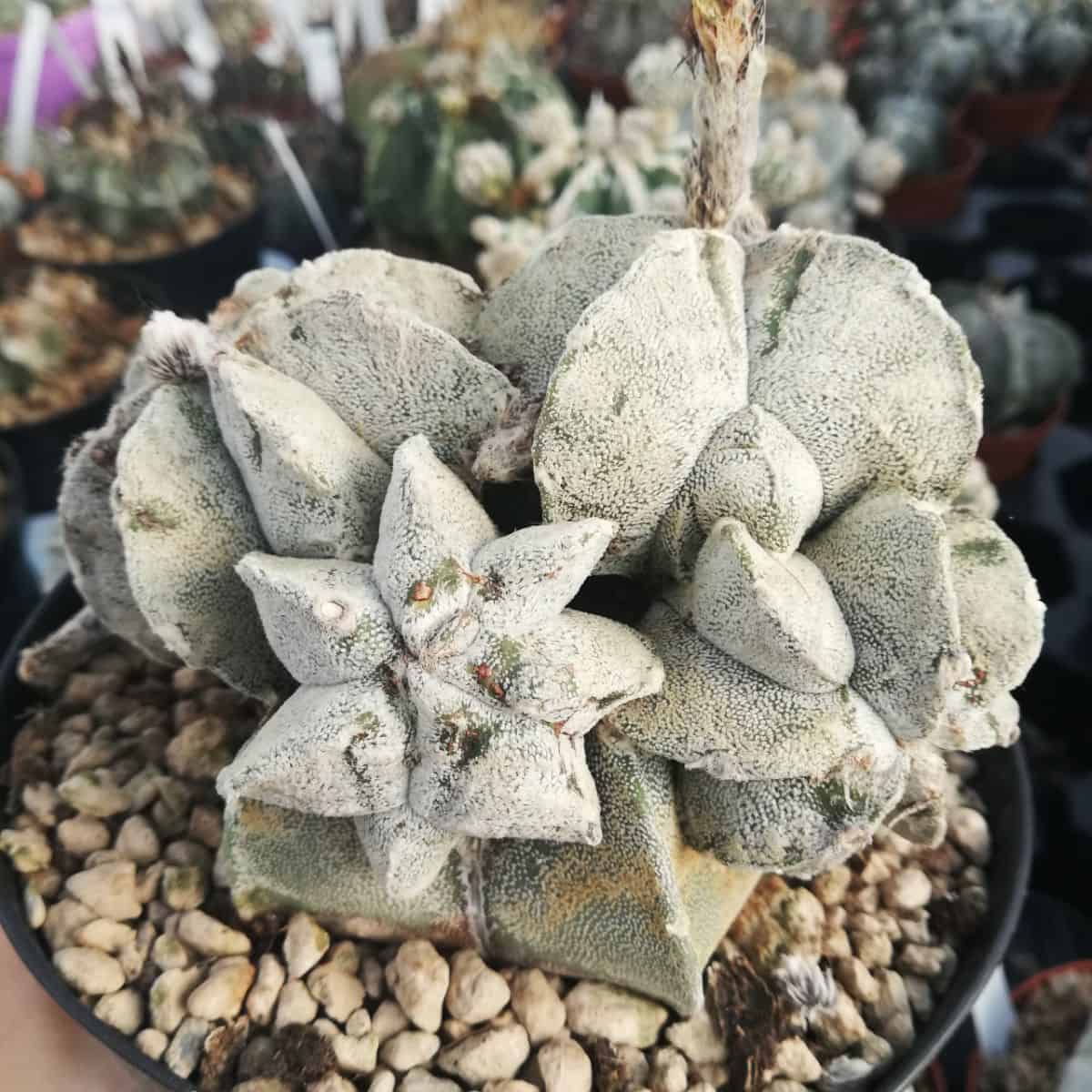 Astrophytum coahuilense cv. Caespitosa grows in a pot.