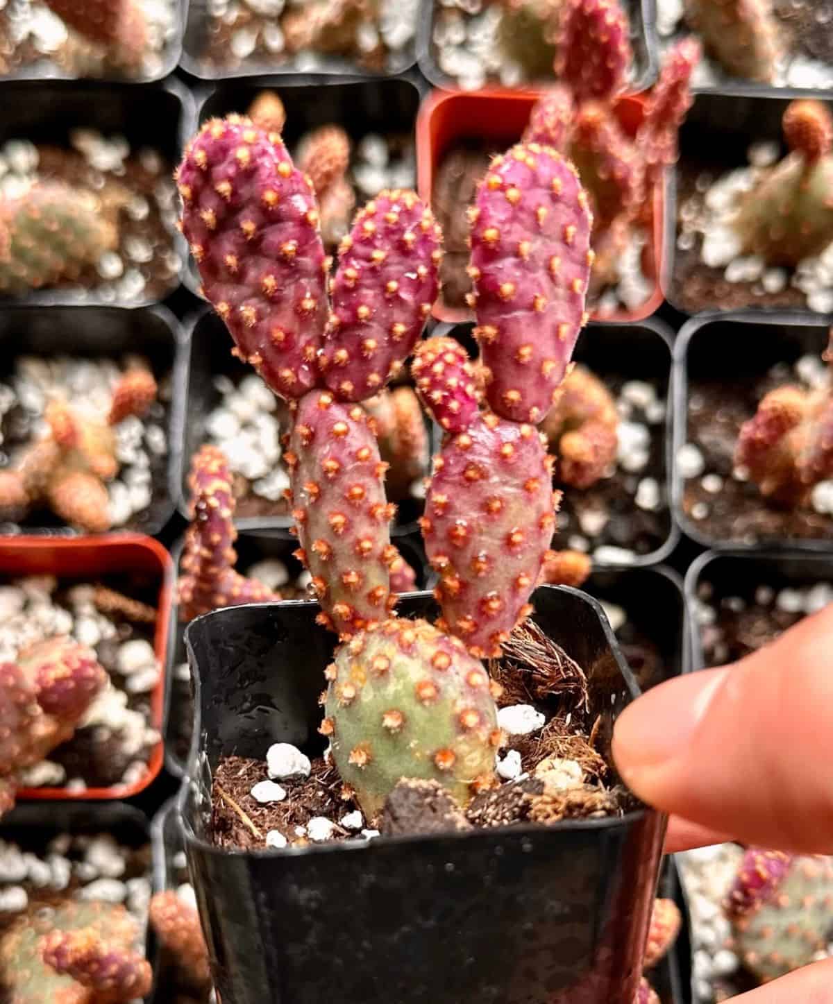 Cinnamon Cactus grows in a plastic pot.