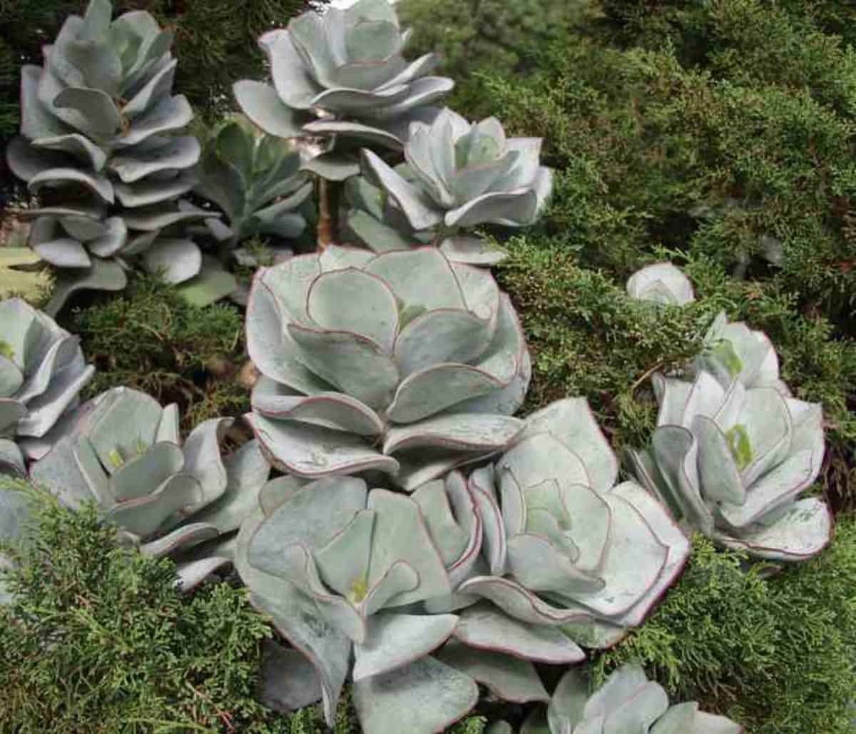 Cotyledon orbiculata 'Lighthouse Road' grows outdoor.