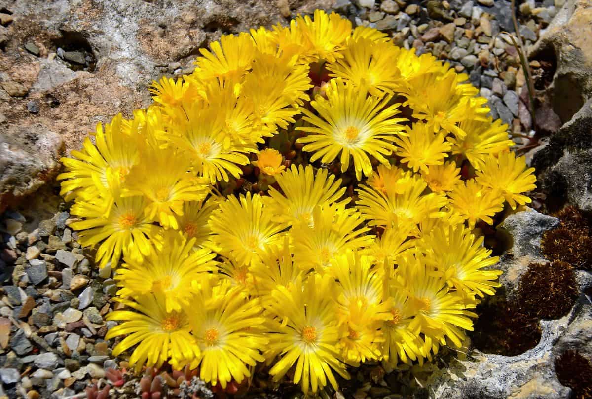 Delosperma Gold Nugget in yellow bloom.