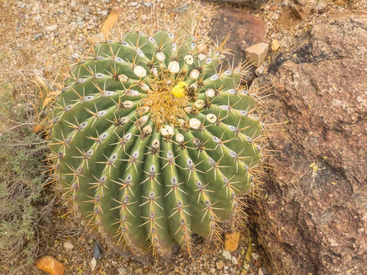 Ferocactus alamosanus grows in rocky soil.