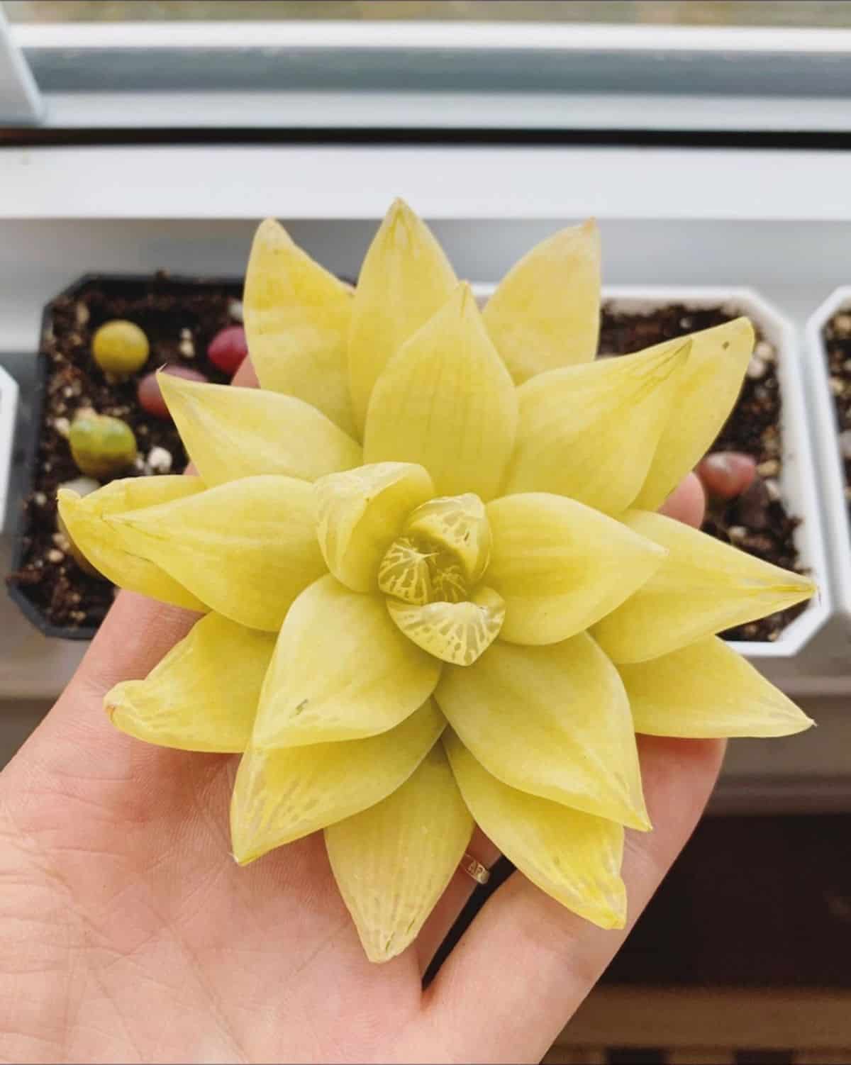 Haworthia cymbiformis held by hand.