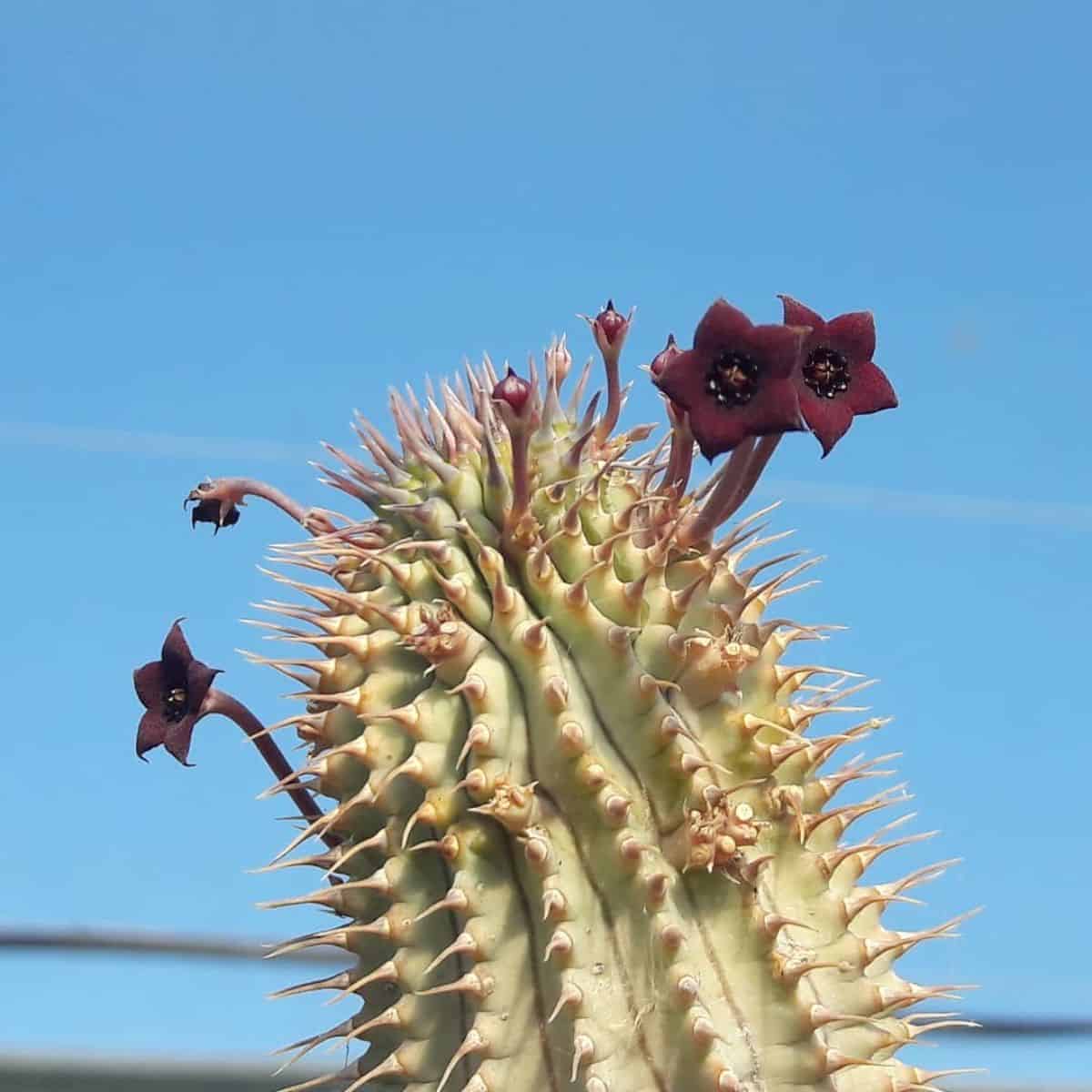 Hoodia mossamedensis with purple-brown flowers.