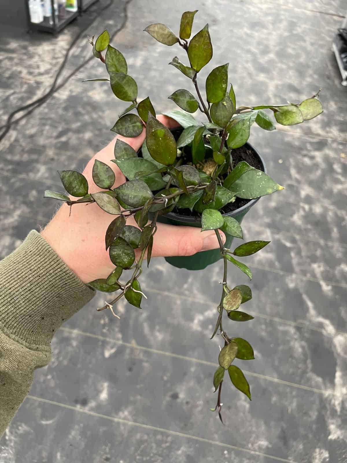 Hoya Krohniana Black grows in a plastic pot held by hand.