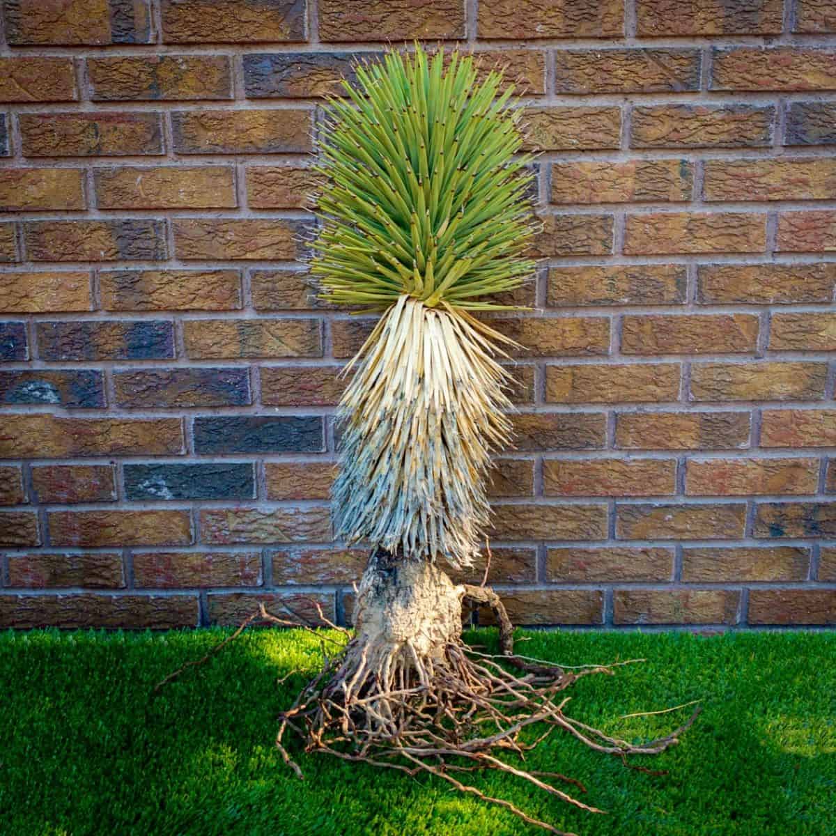 Yucca Joshua Tree leaning on a wall.