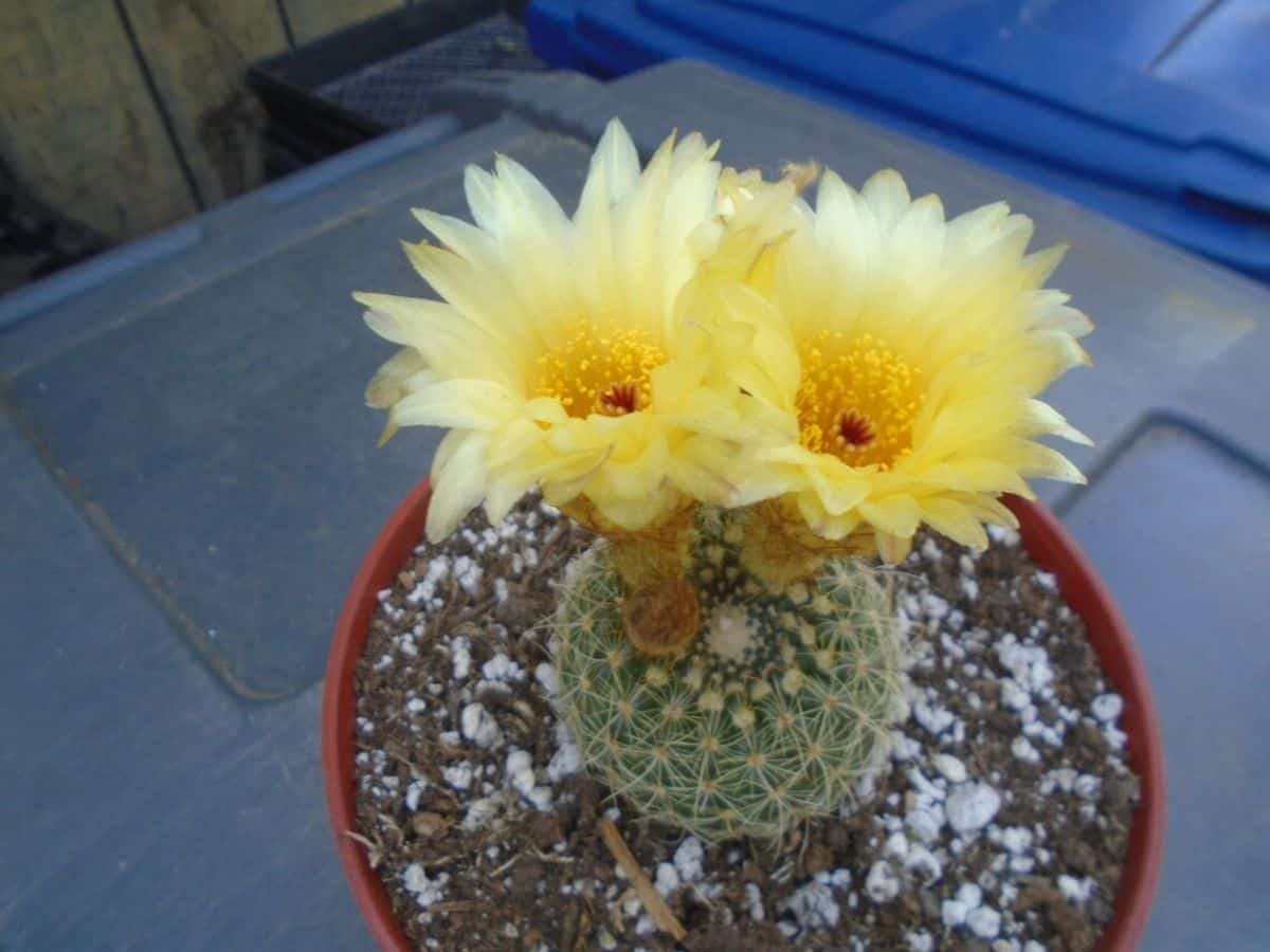 Notocactus Elegans with yellow flowers grows in a pot.