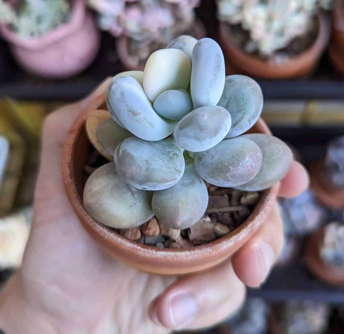 Pachyphytum oviferum 'Variegata' grows in a pot held by hand.