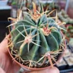 Ferocactus latispinus grows in a small plastic pot.