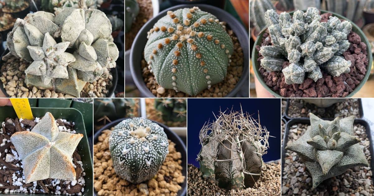 The Six Main Astrophytum Species and 10 of Their Wildest Variants facebook image.