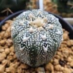 Astrophytum asterias cv. Superkabuto V type grows in a plastic pot.